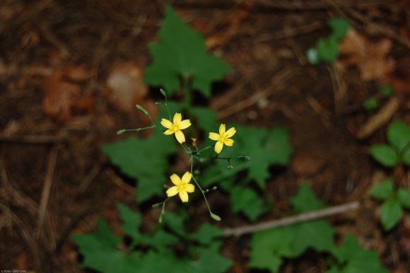 Lactuca muralis (L.) Gaertn. Asteraceae  - Laitue des murailles