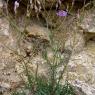 Lactuca perennis L. Asteraceae-Laitue vivace