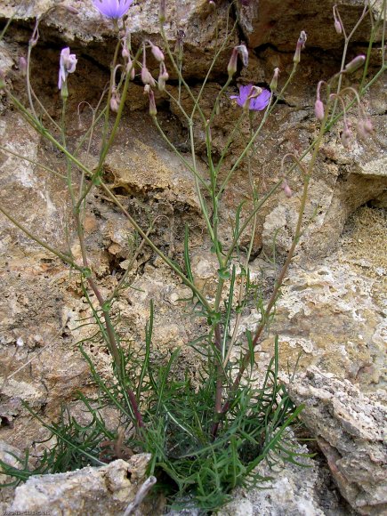 Lactuca perennis L. Asteraceae-Laitue vivace