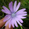 Lactuca perennis L. Asteraceae-Laitue vivace