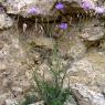 Lactuca perennis L. Asteraceae-Laitue vivace