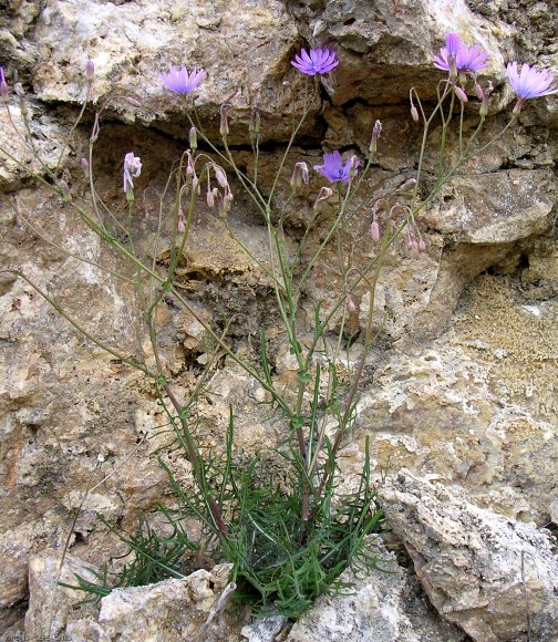 Lactuca perennis L. Asteraceae-Laitue vivace