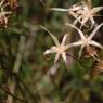 Lactuca perennis L. Asteraceae-Laitue vivace