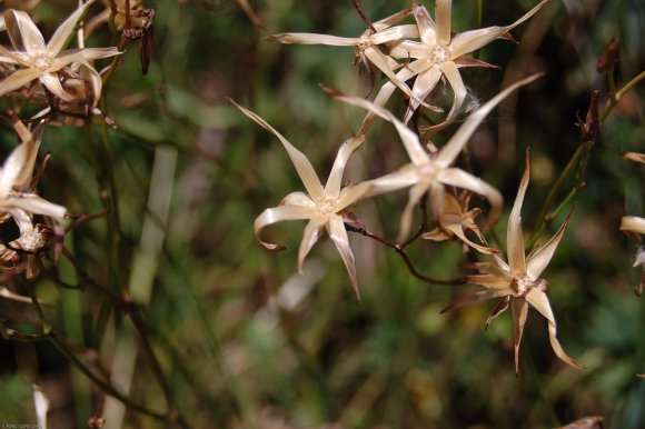 Lactuca perennis L. Asteraceae-Laitue vivace