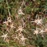 Lactuca perennis L. Asteraceae-Laitue vivace