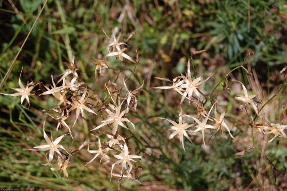 Lactuca perennis L. Asteraceae-Laitue vivace