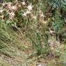 Lactuca perennis L. Asteraceae-Laitue vivace