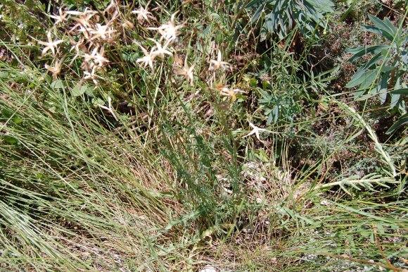 Lactuca perennis L. Asteraceae-Laitue vivace