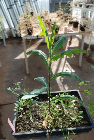 Lactuca serriola L. Asteraceae - Laitue scariole