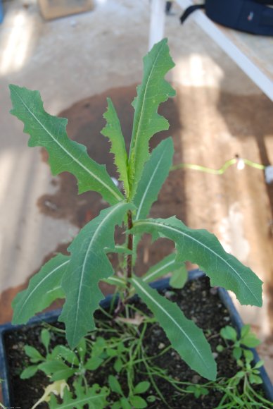 Lactuca serriola L. Asteraceae - Laitue scariole