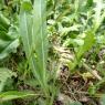 Lactuca serriola L. Asteraceae - Laitue scariole