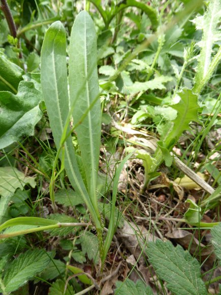 Lactuca serriola L. Asteraceae - Laitue scariole