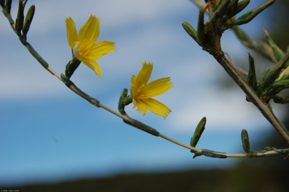 Lactuca viminea (L. )J. Presl & C. Presl - Asteraceae