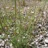 Lactuca viminea (L. )J. Presl & C. Presl - Asteraceae