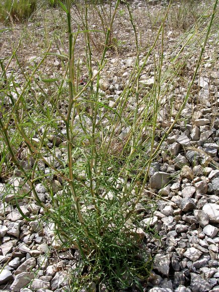 Lactuca viminea (L. )J. Presl & C. Presl - Asteraceae