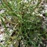 Lactuca viminea (L. )J. Presl & C. Presl - Asteraceae