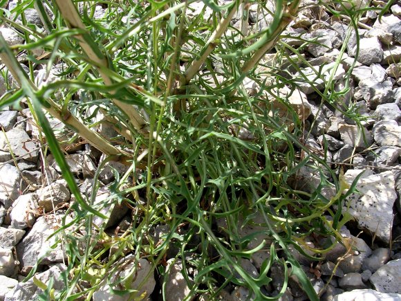 Lactuca viminea (L. )J. Presl & C. Presl - Asteraceae