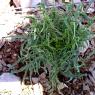 Lactuca viminea (L. )J. Presl & C. Presl - Asteraceae