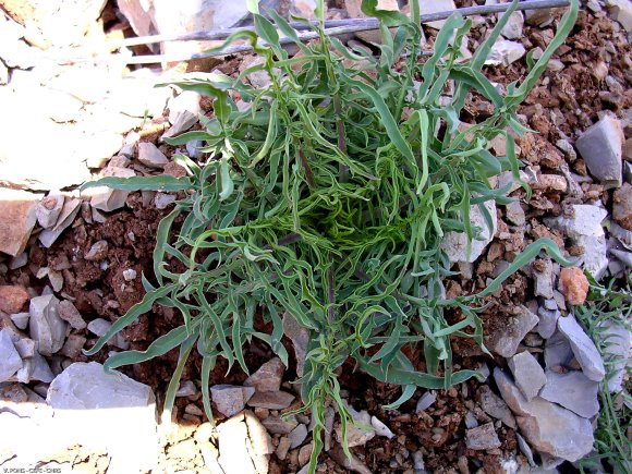 Lactuca viminea (L. )J. Presl & C. Presl - Asteraceae