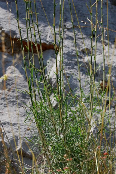 Lactuca viminea (L. )J. Presl & C. Presl - Asteraceae