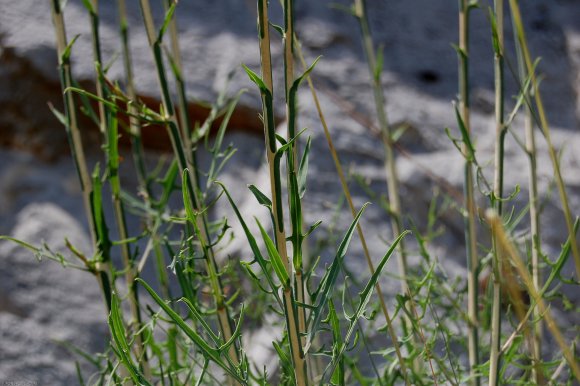 Lactuca viminea (L. )J. Presl & C. Presl - Asteraceae