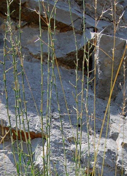 Lactuca viminea (L. )J. Presl & C. Presl - Asteraceae