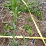 Lactuca virosa L.  Asteraceae- Laitue sauvage