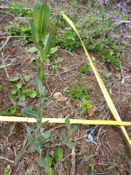 Lactuca virosa L.  Asteraceae- Laitue sauvage