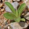 Pallenis spinosa (L.) Cass. Asteraceae - Pallénis épineux