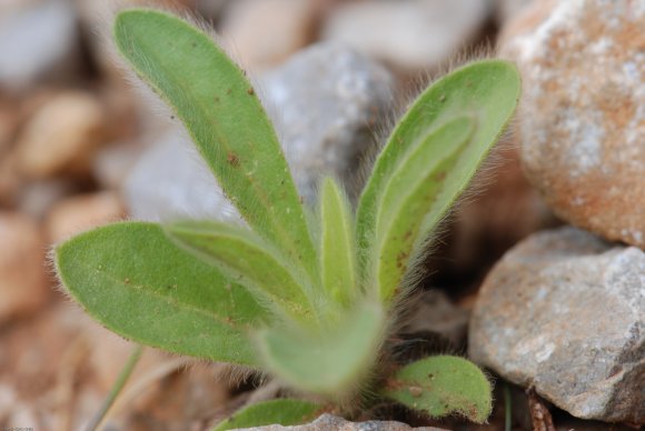 Pallenis spinosa (L.) Cass. Asteraceae - Pallénis épineux