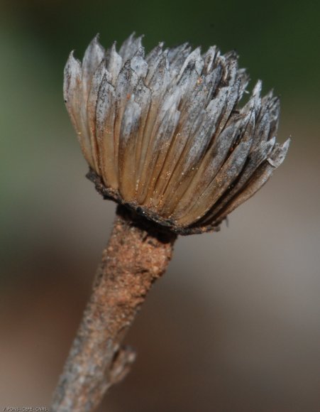 Pallenis spinosa (L.) Cass. Asteraceae - Pallénis épineux