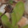 Pallenis spinosa (L.) Cass. Asteraceae - Pallénis épineux