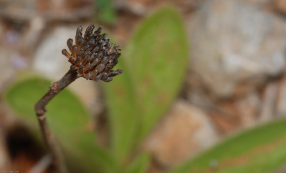 Pallenis spinosa (L.) Cass. Asteraceae - Pallénis épineux