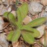 Pallenis spinosa (L.) Cass. Asteraceae - Pallénis épineux