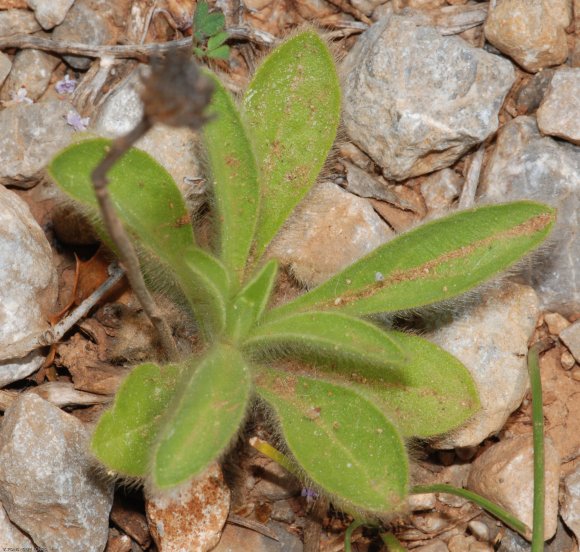 Pallenis spinosa (L.) Cass. Asteraceae - Pallénis épineux