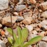 Pallenis spinosa (L.) Cass. Asteraceae - Pallénis épineux