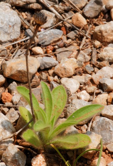 Pallenis spinosa (L.) Cass. Asteraceae - Pallénis épineux