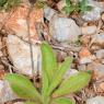 Pallenis spinosa (L.) Cass. Asteraceae - Pallénis épineux