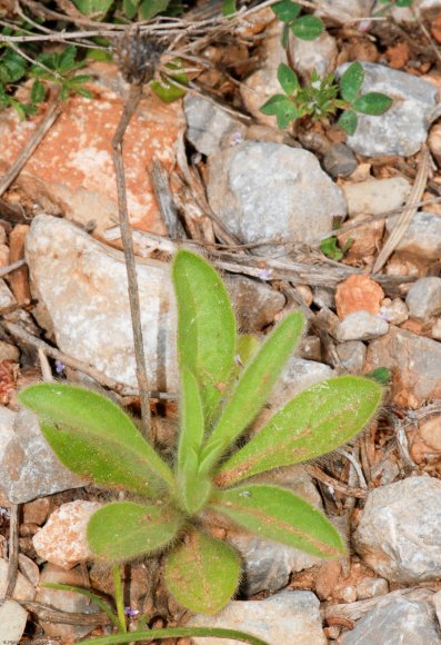 Pallenis spinosa (L.) Cass. Asteraceae - Pallénis épineux