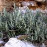 Phagnalon sordidum (L.) Rchb. Asteraceae-Phagnalon repoussant