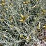 Phagnalon sordidum (L.) Rchb. Asteraceae-Phagnalon repoussant