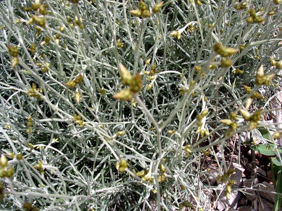 Phagnalon sordidum (L.) Rchb. Asteraceae-Phagnalon repoussant