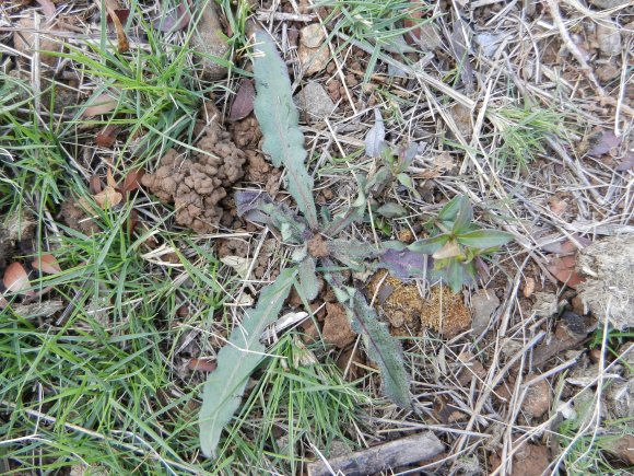Picris hieracioides L. Asteraceae-Picris fausse épervière