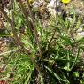 Picris hieracioides L. Asteraceae-Picris fausse épervière