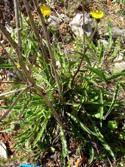 Picris hieracioides L. Asteraceae-Picris fausse épervière