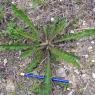 Picris hieracioides L. Asteraceae-Picris fausse épervière