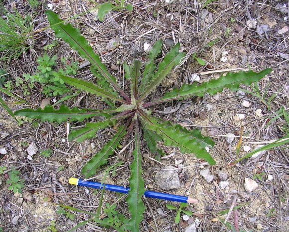 Picris hieracioides L. Asteraceae-Picris fausse épervière