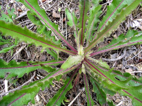 Picris hieracioides L. Asteraceae-Picris fausse épervière