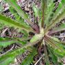 Picris hieracioides
