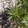 Ptilostemon casabonae (L.) Greuter Asteraceae Chardon de Casabon